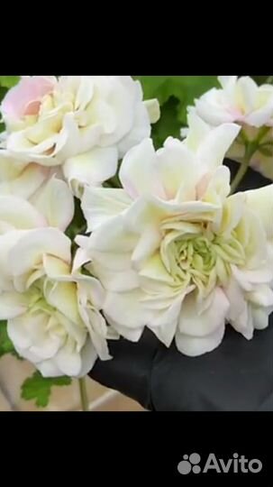 Пеларгонии сортовые