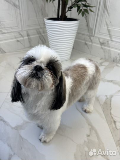 Ши-тцу девочка РКФ