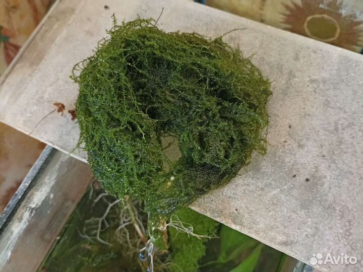 Аквариумное растение