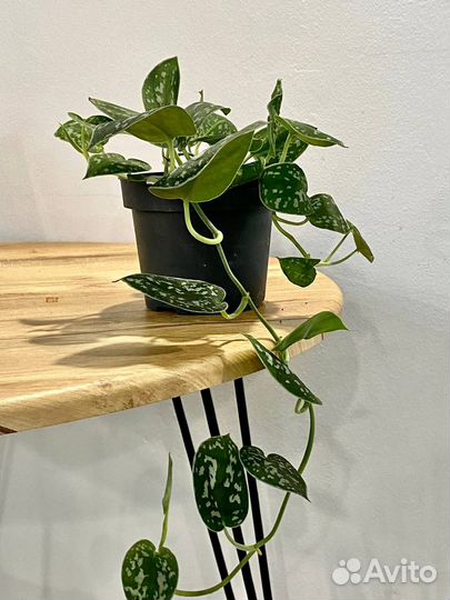 Сциндапсус пиктус