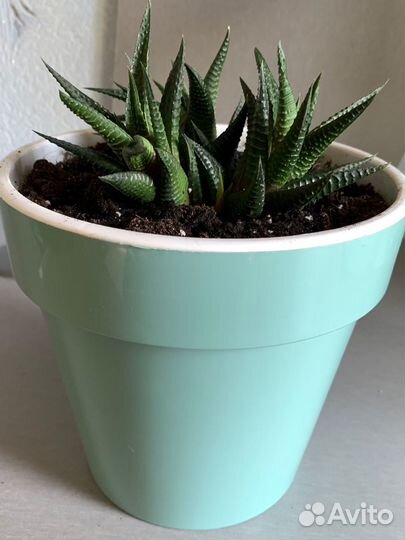 Хавортия суккуленты