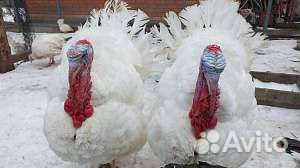 Индюшата тяжёлого кросса Биг-6
