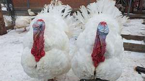 Индюшата тяжёлого кросса Биг-6