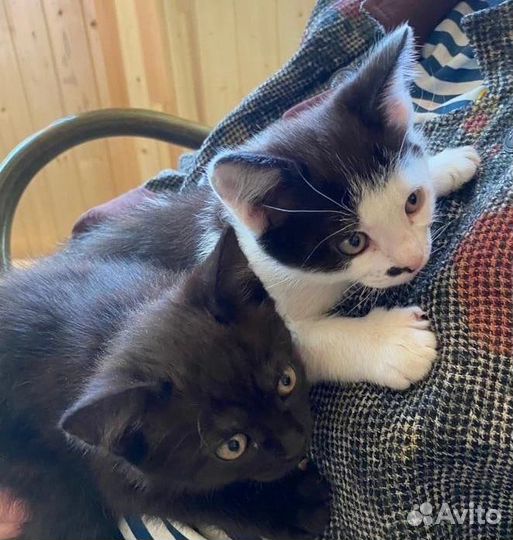 Очаровательные котята ищут дом
