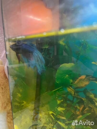 Аквариум с рыбками