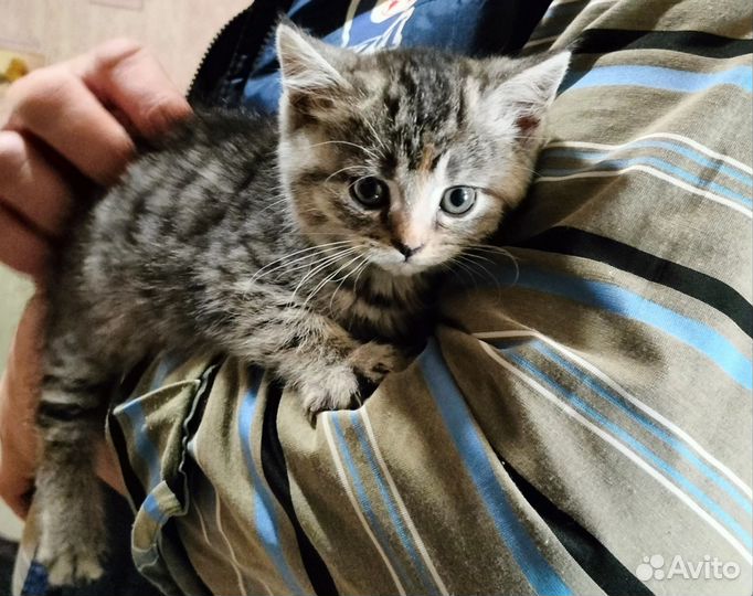 Супер красивые котятки(девчушки) ищут дом