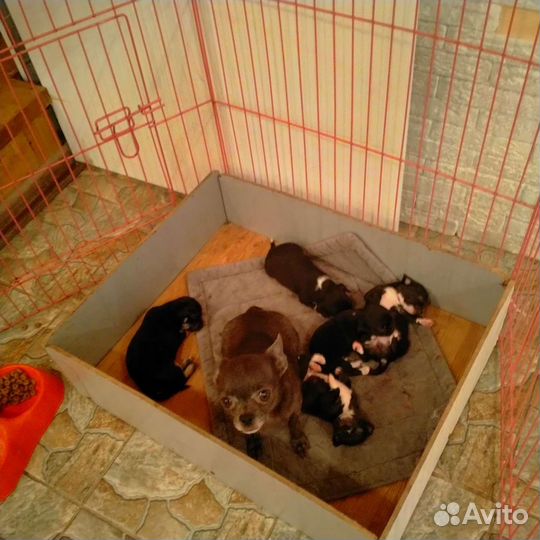 Чихуахуа
