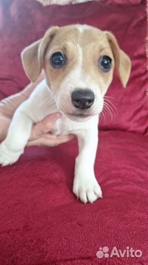 Щенки джек Рассел терьер