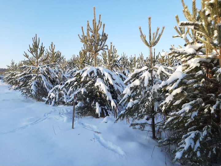 Участок 10 сот. (ИЖС)