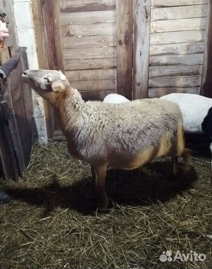 Овцы бараны ягнята
