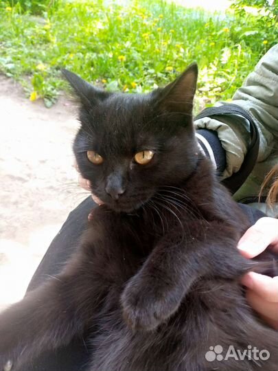 Уличные котята