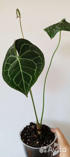 Антуриум кларинервиум