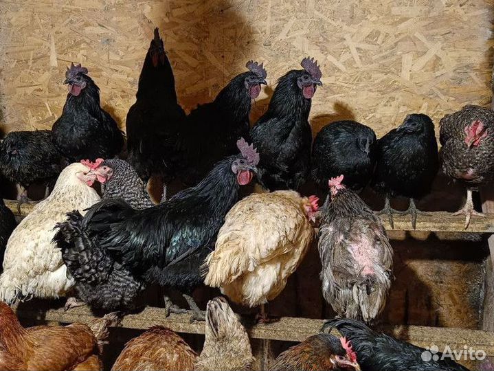 Петушок и курочка ухейилюй черные