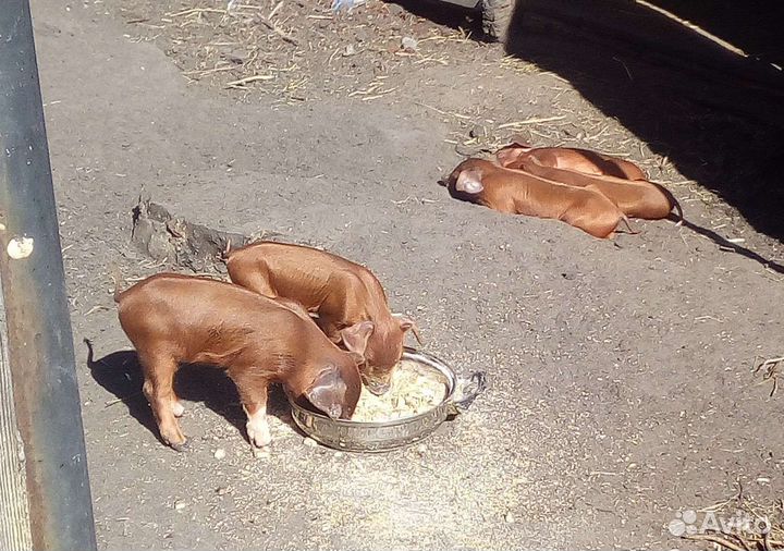 Поросята породы Дюрок