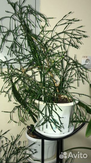 Молочай фикусы аглонеома спатифилиум