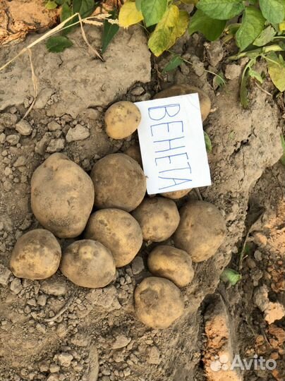 Картофель «Венета» сетка 25кг, бесплатная доставка