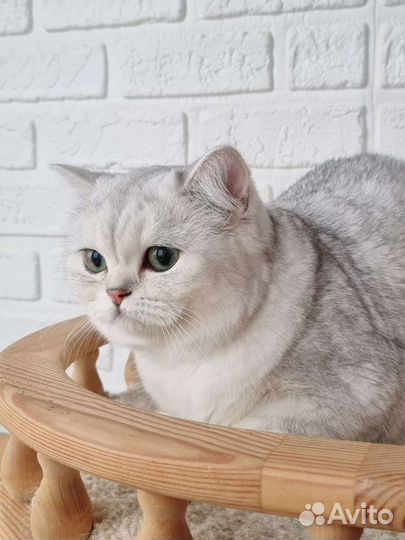 Серебристая шиншилла