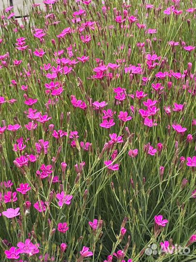 Гвоздика травянка-почвопокровник, многолетник