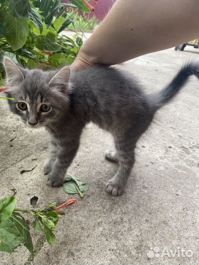 Котенок девочка 2,5 мес