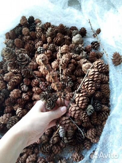Шишки лиственницы