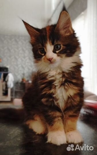 Котята мейн-кун