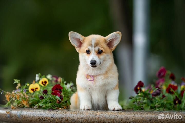 Вельш-корги пемброк девочка