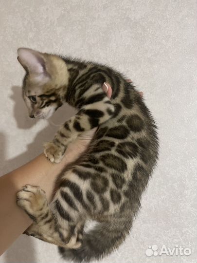 Бенгальские котята