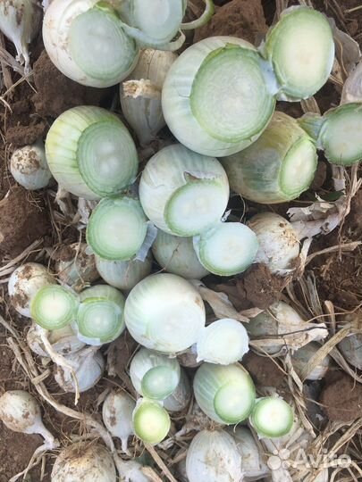 Штутгарт из севка. Стардаст. Лук на выгонку пера