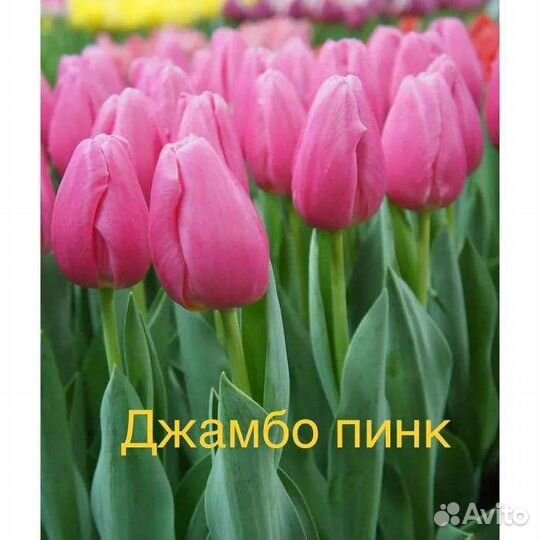 Луковицы тюльпанов