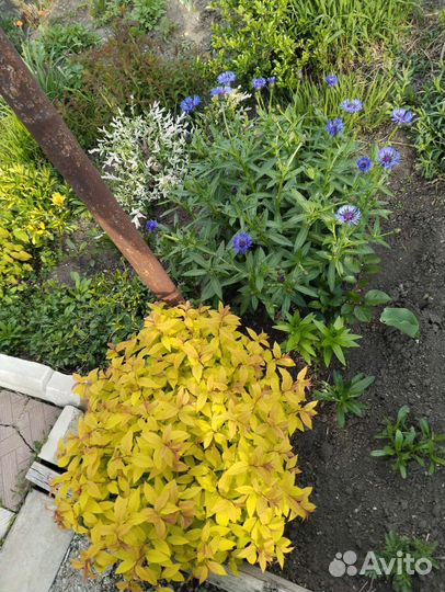 Саженцы декоративных кустарников