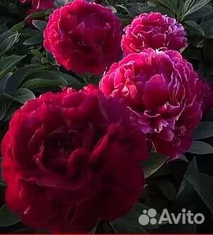 Пионы сортовые