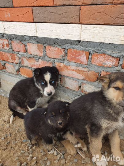 Щенки сибирской хаски
