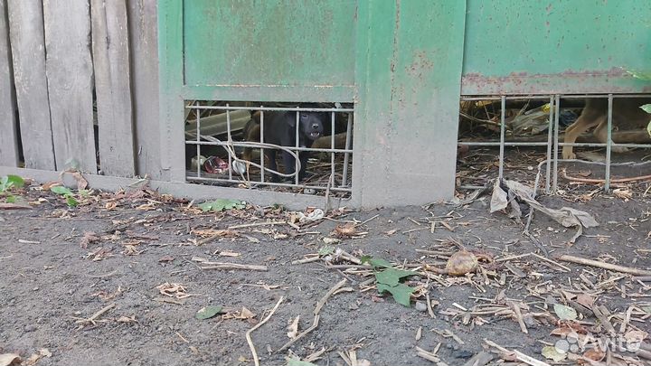 Отдам бесплатно животные