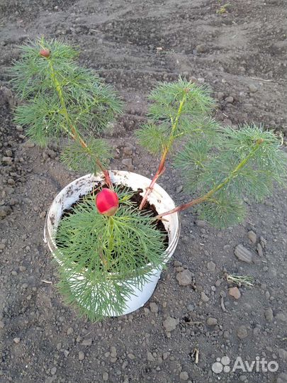 Пион ранний