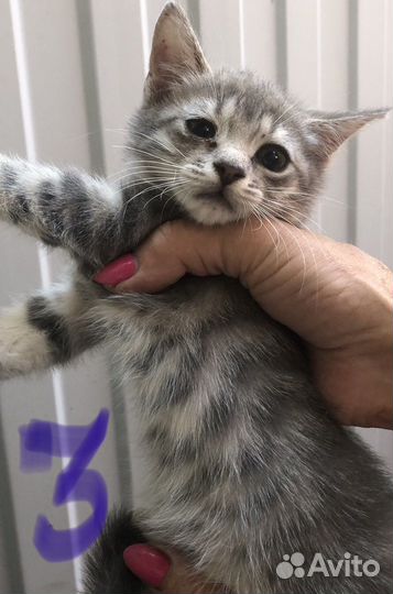 Котята в добрые руки Девочки