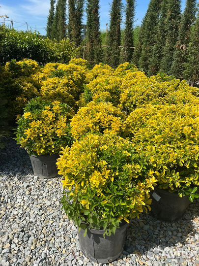 Бересклет японский аурея, декоративные растения