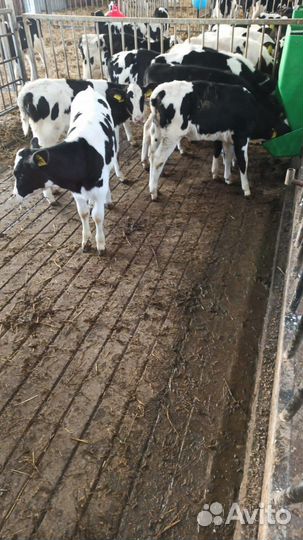 Бычки на откорм