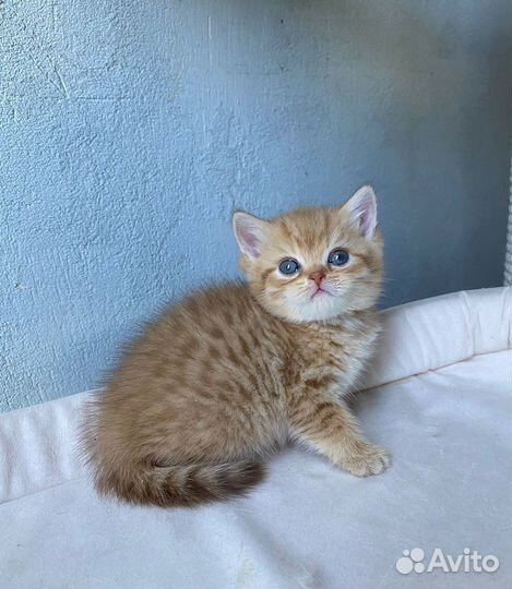 Британский красавец