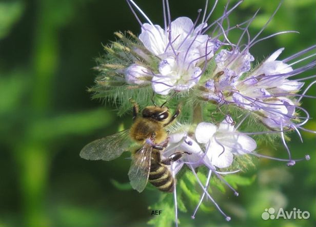 Мёд 24 года Алтайский опт