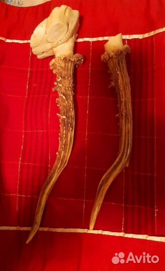 Рога косули