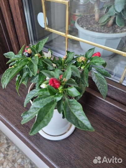 Перец комнатный острый