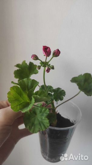 Пеларгония герань розебудная