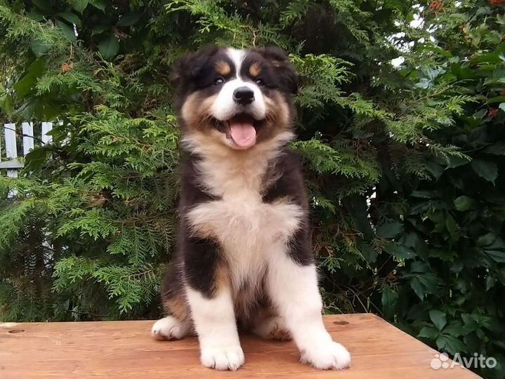 Щенки аусси