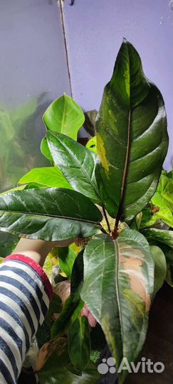 Антуриум ренессанс вар