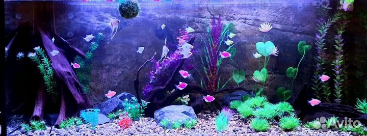 Обслуживание аквариумов