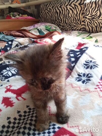 Котята в добрые руки бесплатно