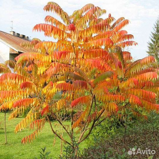 Сумах оленерогий