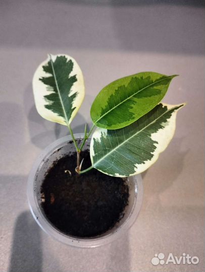 Фикус голден Кинг