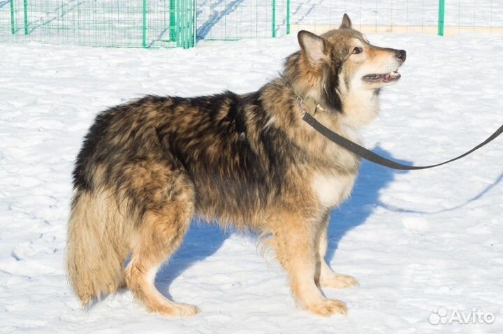 Дворняжка Костик ищет дом