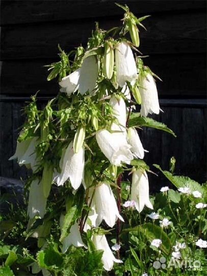 Садовые цветы и растения